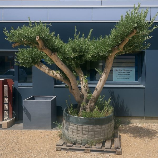 olivier europaea vieux tronc m les pros du paysage plantes (2) olivier europaea vieux tronc m les pros du paysage plantes (2)