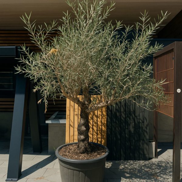 olivier europaea vieux tronc m les pros du paysage plantes (3) olivier europaea vieux tronc m les pros du paysage plantes (3)