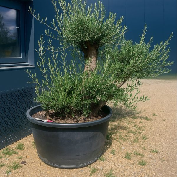 olivier europaea vieux tronc m les pros du paysage plantes (4) olivier europaea vieux tronc m les pros du paysage plantes (4)