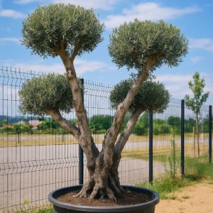 olivier europaea vieux tronc m les pros du paysage plantes (6)