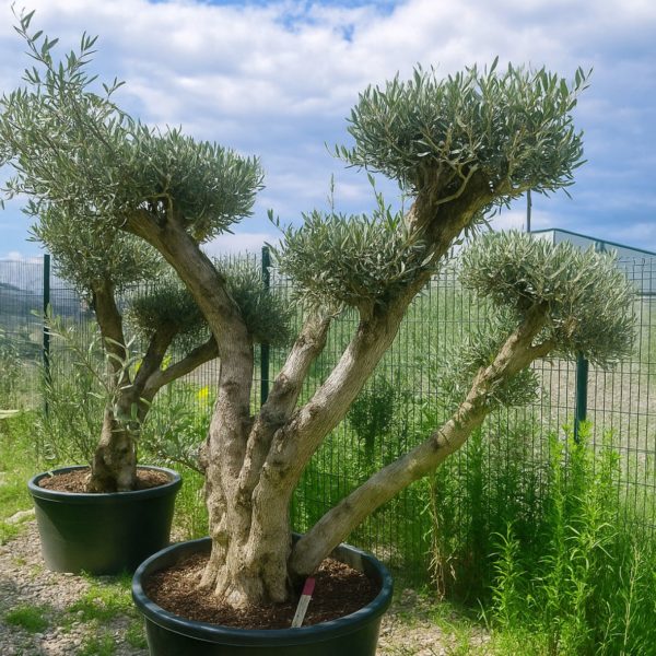 olivier europaea vieux tronc m les pros du paysage plantes (7) olivier europaea vieux tronc m les pros du paysage plantes (7)